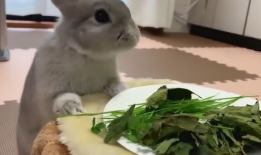 小兔子视频,萌趣互动，欢乐时光